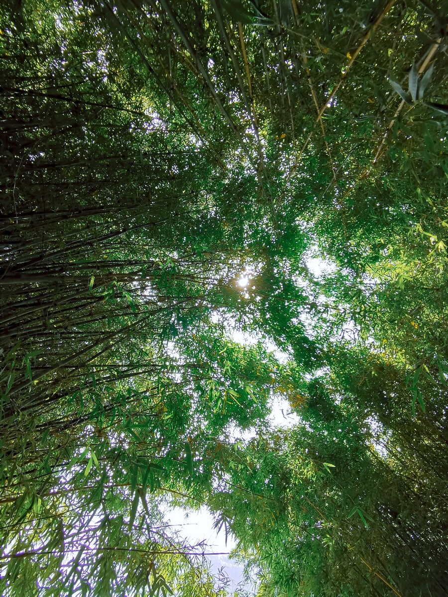 翠竹拱