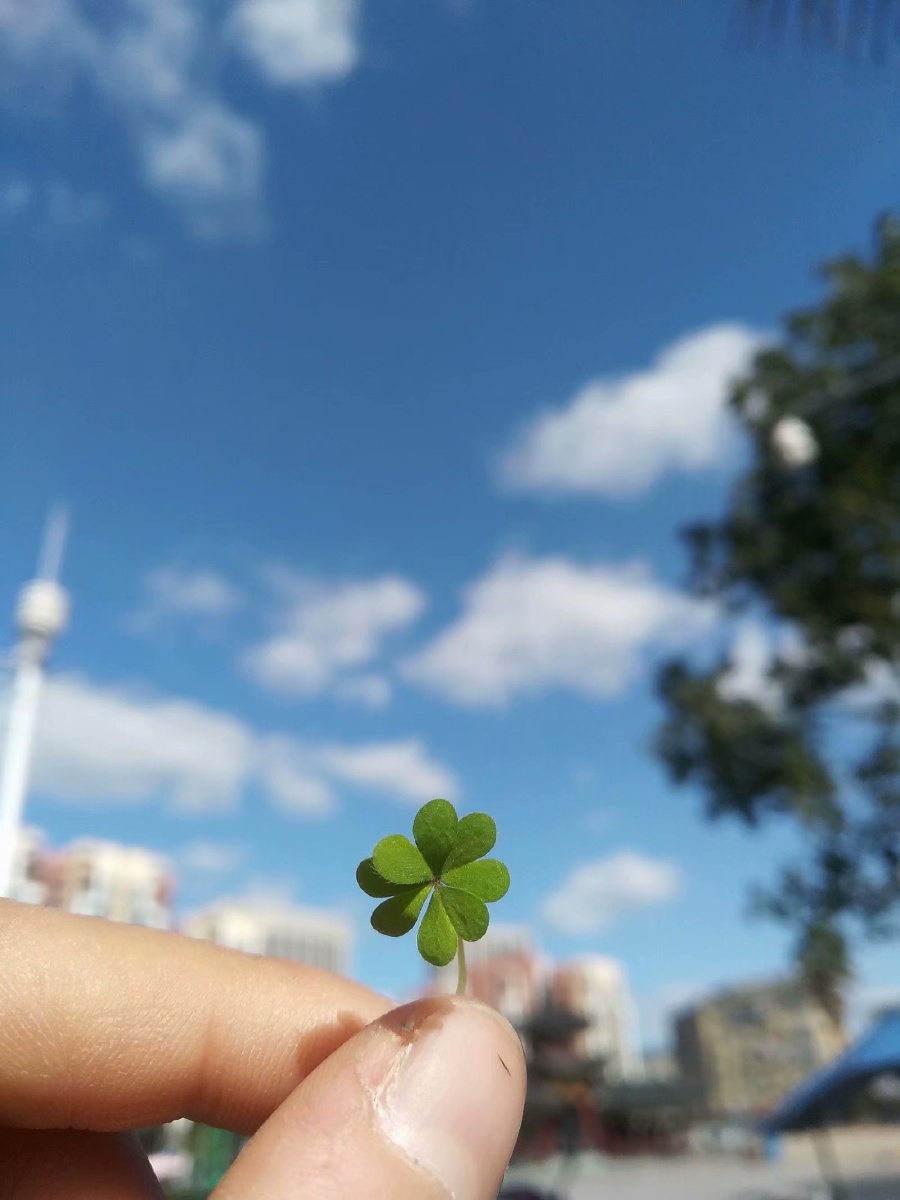 人们总说找到了四叶草就找到了幸福第一叶代表祈祷第二叶代表希望第