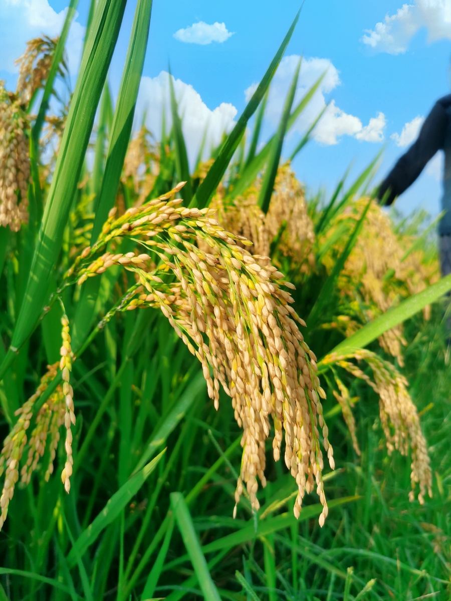 稻穗