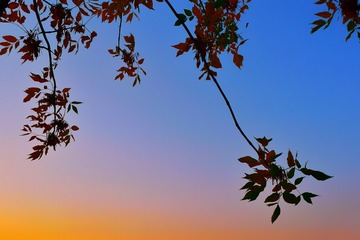 45111911-342F-4B84-BC42-0D51539B9880/L0/001