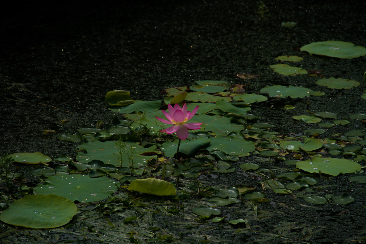 莲花出淤泥而不染濯清涟而不妖香远益清亭亭净植可远观而不可亵玩焉