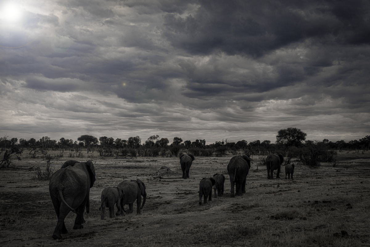 津巴布韦万基国家公园象群缓缓走向远处的树林回到自已的栖息之地