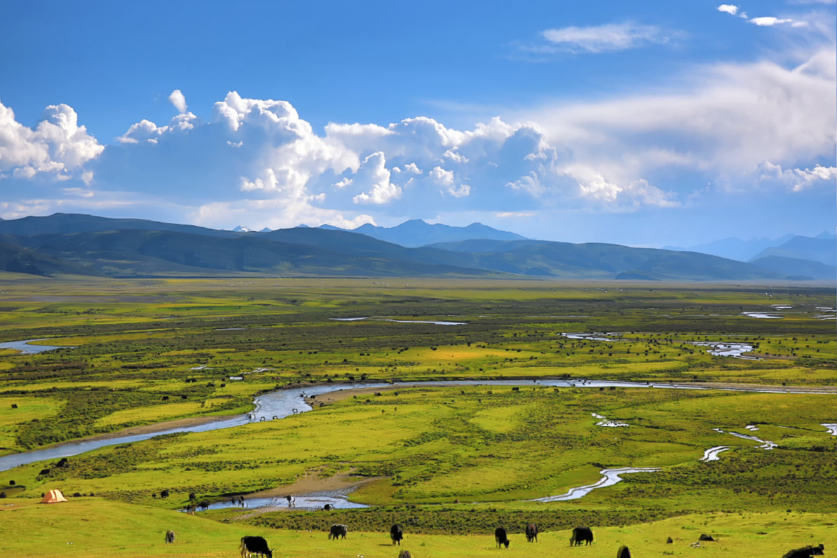 高原牧场牛羊成群