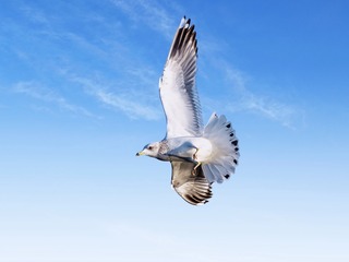 86656