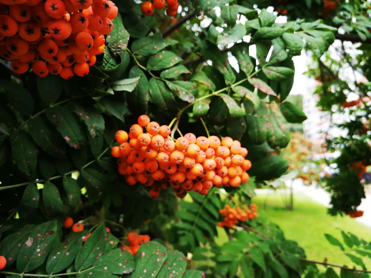 🌿秋天的花椒树🌿 - 远方的影子 - 图虫