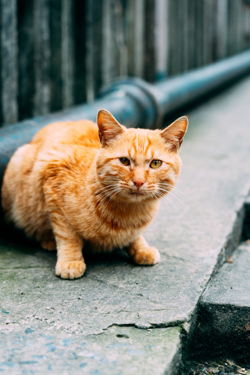 撸猫日记 - power-chen - 图虫