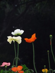 05082D0E-B202-4318-8AB7-6FA4EF6BBBC1/L0/001
