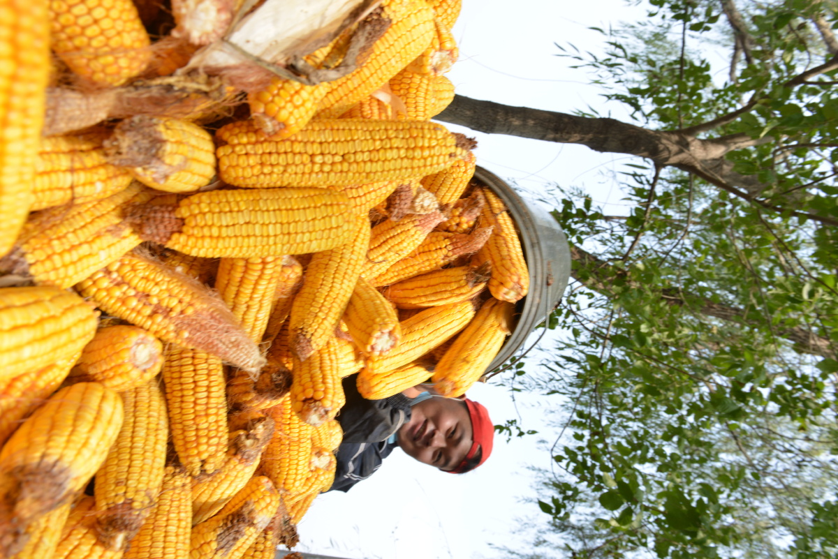 大丰收的背后也有辛酸北方地区连续阴雨玉米泡在水里枯死减产