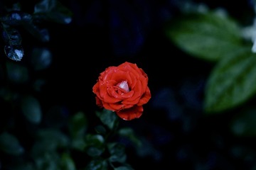 93200A8C-C24E-4916-A82E-C1F053A87397/L0/001