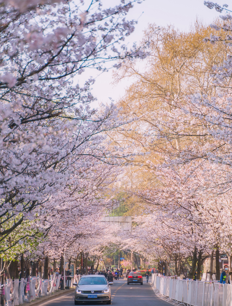 南京鸡鸣寺樱花大道