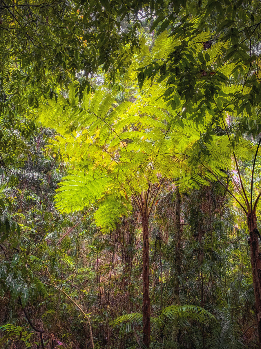 澳大利亚库兰达热带雨林 - fiorelady