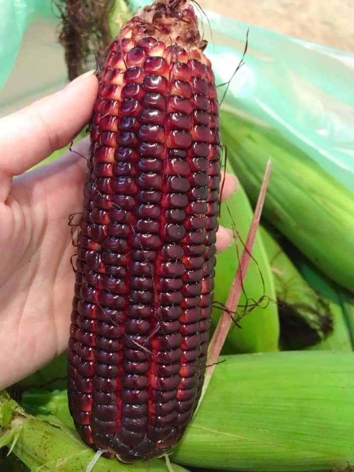 紫玉米