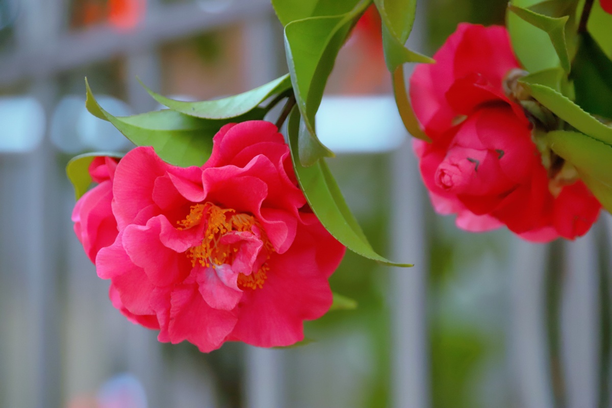 云的花圃24山茶中国传统十大名花之一古人甚爱茶花在唐宋两朝达到了