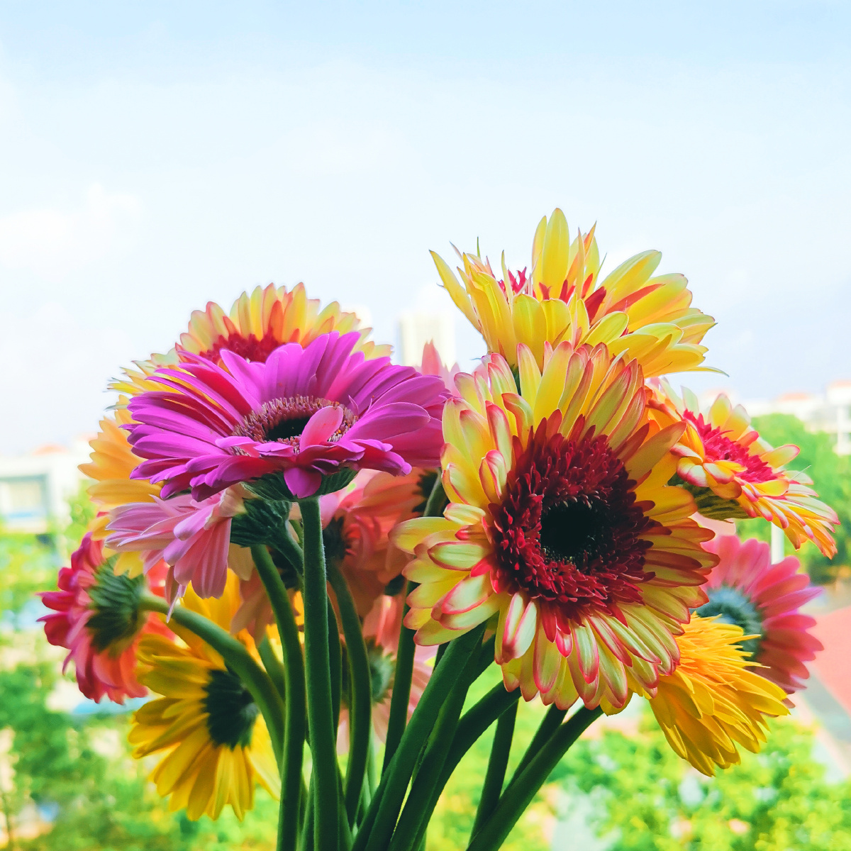 盛放～～ 人间草木,花花世界,放眼都是色彩斑斓的心花怒放,好心情是自