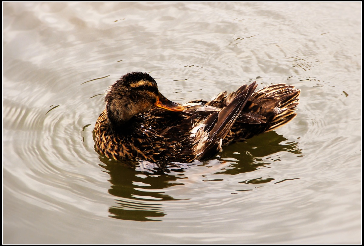 春江水暖鸭先知