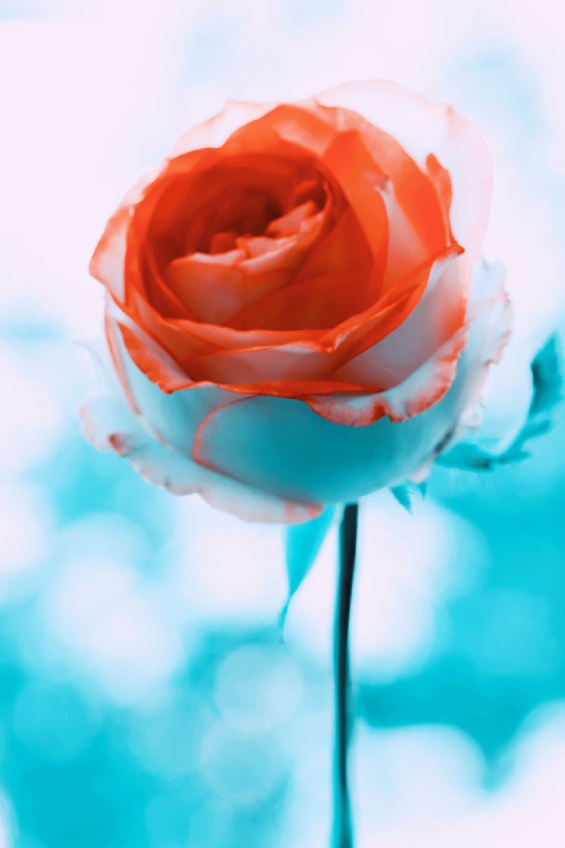 赠人玫瑰手留余香