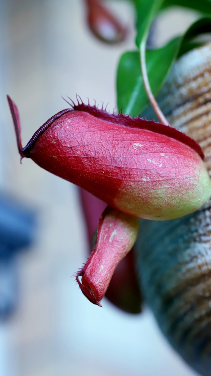 猪笼草,很可爱的一种植物.