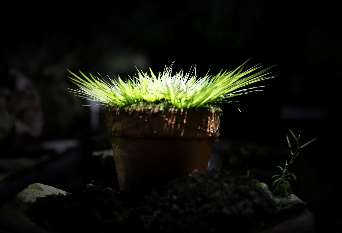 一缕光一束生命