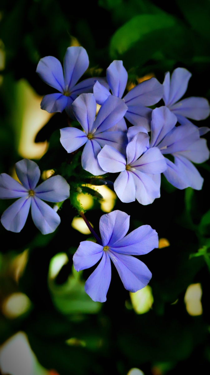 蓝丹花～～ 没有什么能够阻挡,你对自由的向往