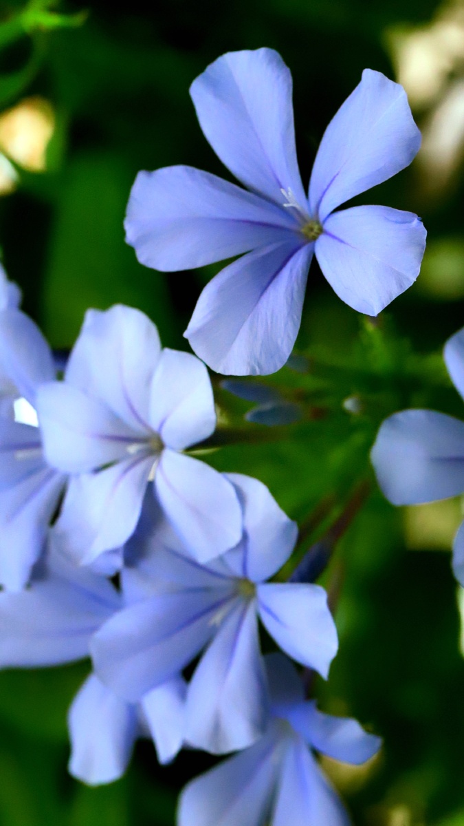 蓝丹花～～ 没有什么能够阻挡,你对自由的向往