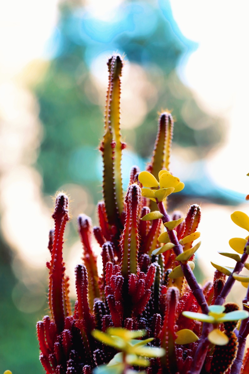 我的心头肉2万重山万重山又名仙人山为仙人柱的变种这花花蕾往往多得