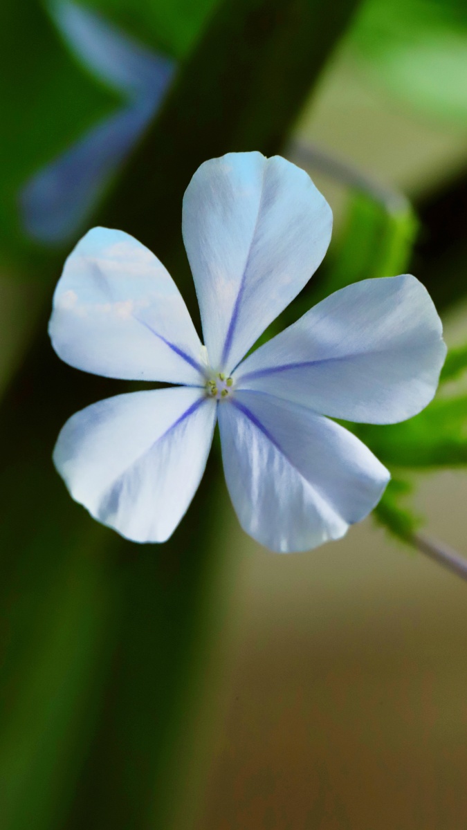 蓝丹花～～ 没有什么能够阻挡,你对自由的向往