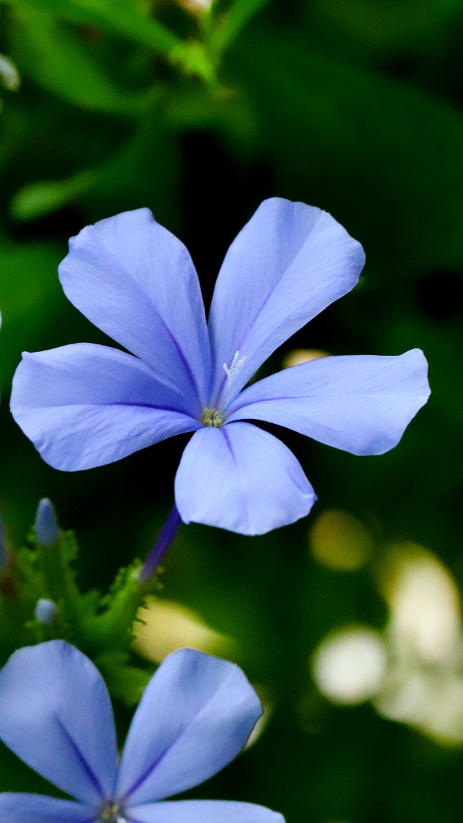 蓝丹花～～ 没有什么能够阻挡,你对自由的向往