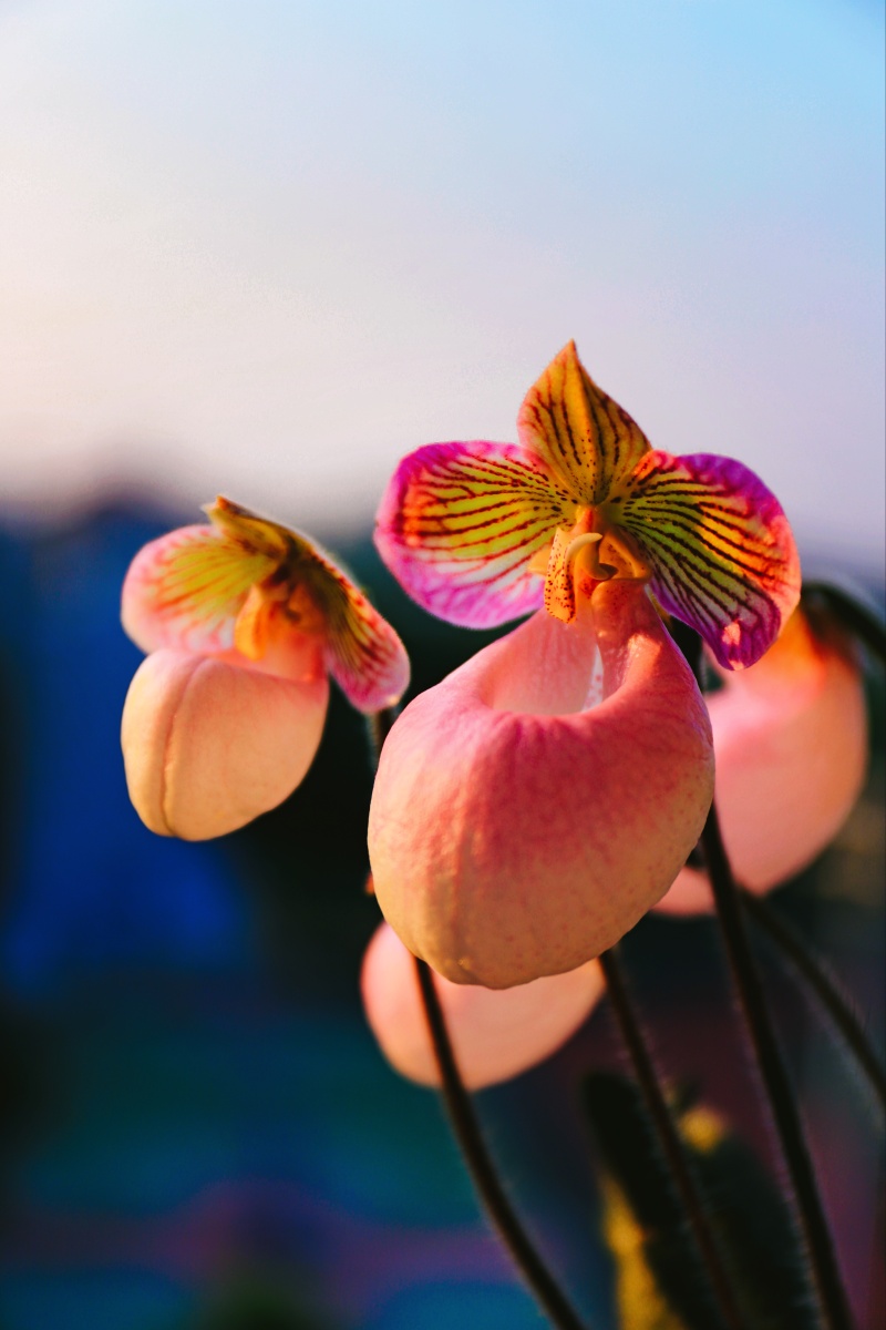 花卉绿植壁纸1/133云豌豆2019年6月19日945关注硬叶兜兰百度识图植物