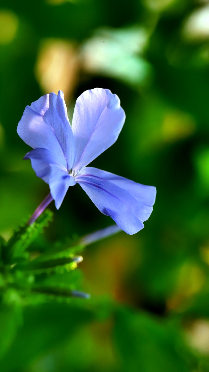 蓝丹花～～ 没有什么能够阻挡,你对自由的向往