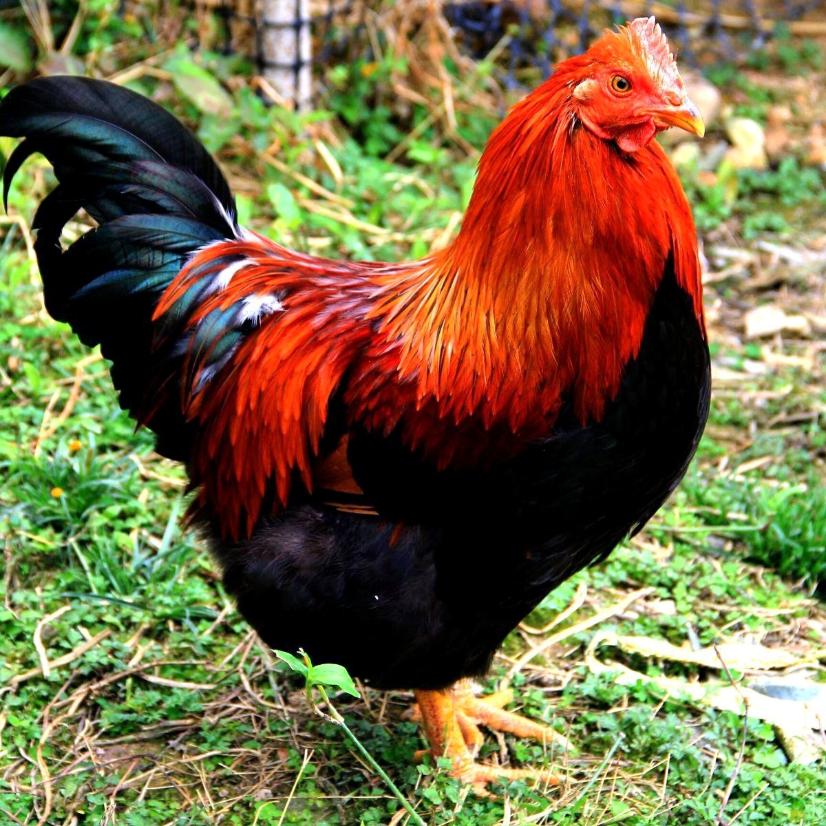 公鸡头上红冠不用裁满身锦色走将来平生不敢轻言语一叫千门万户开躲在