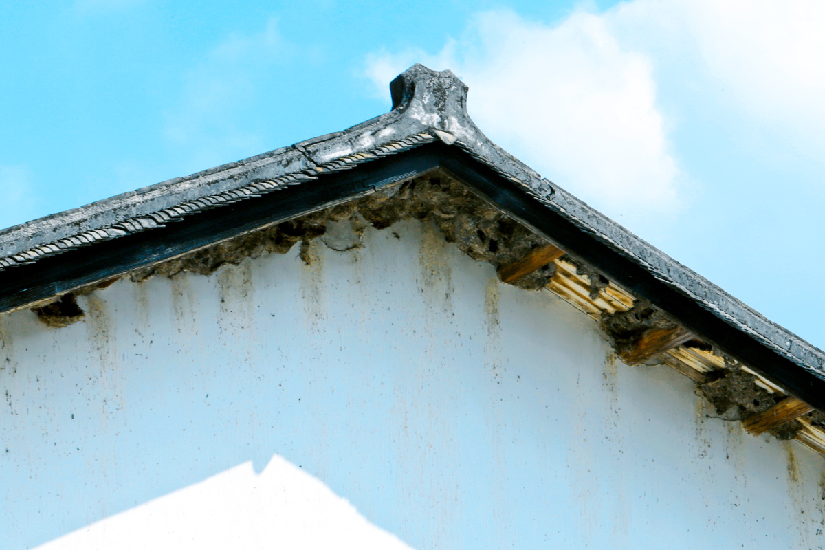 燕窝～～ 娘家百年祖屋屋檐下的官燕窝,寄居在此恐怕也有七八十年矣.