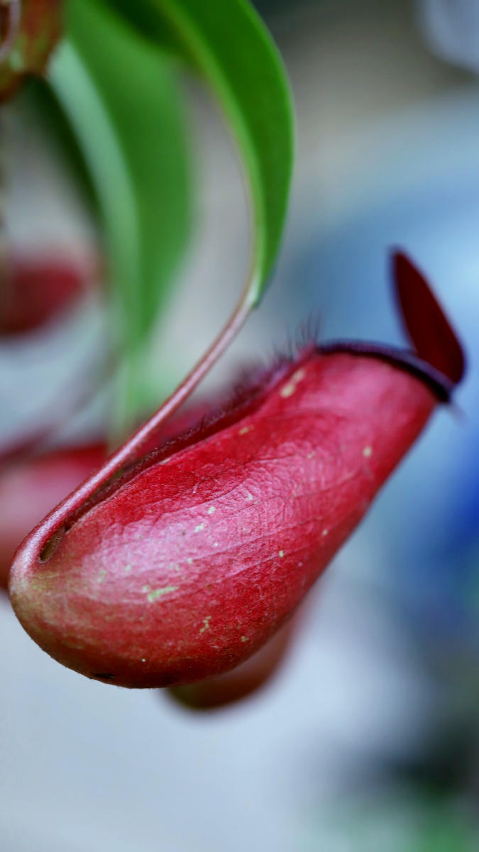 猪笼草,很可爱的一种植物.