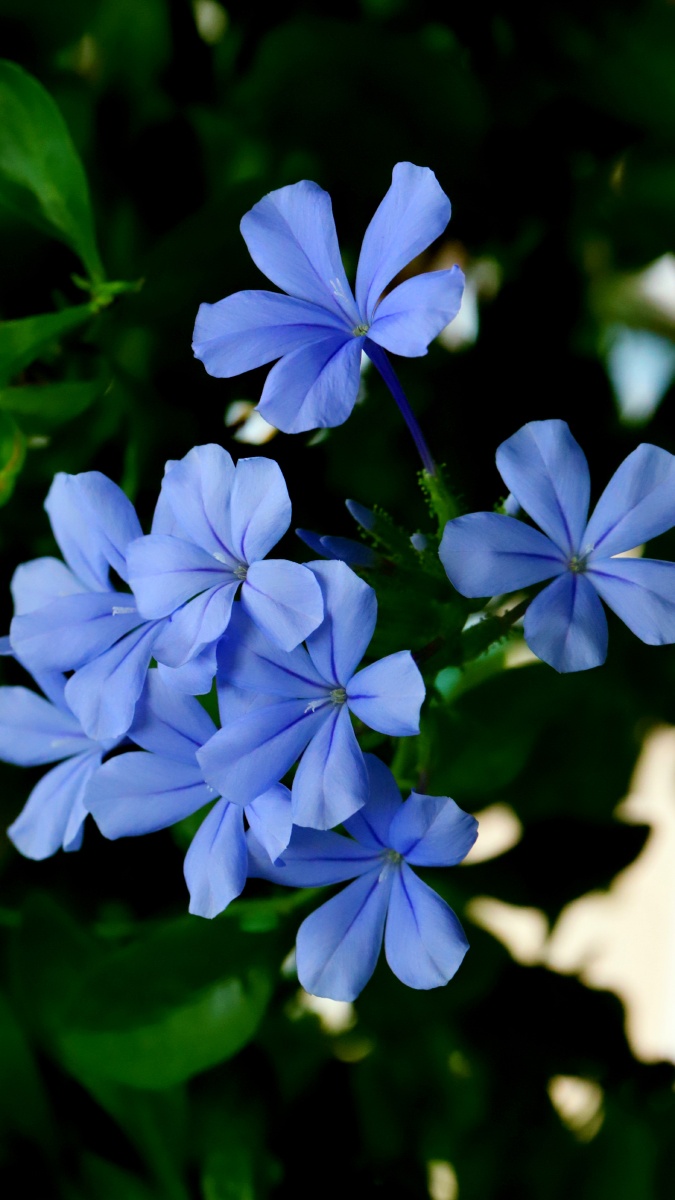 蓝丹花～～ 没有什么能够阻挡,你对自由的向往