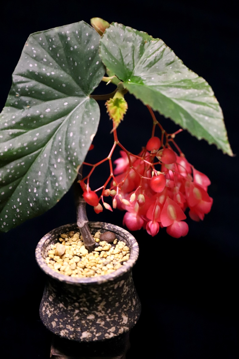 小盆景:斑叶竹节秋海棠 - 云豌豆 - 图虫
