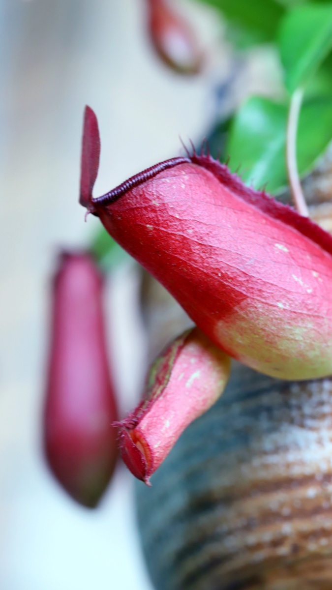 猪笼草,很可爱的一种植物.