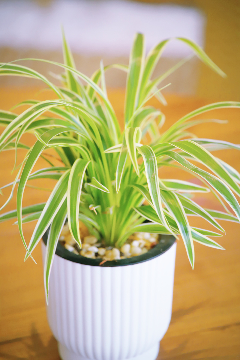 这银边吊兰看着养眼还养心是不06