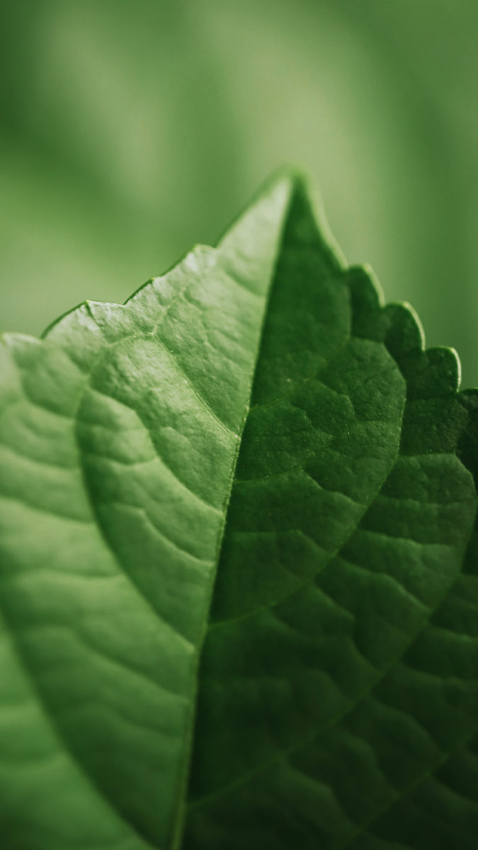 春之色卡61绿色系