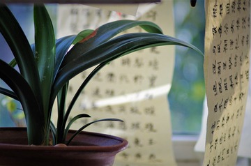 君子兰书法