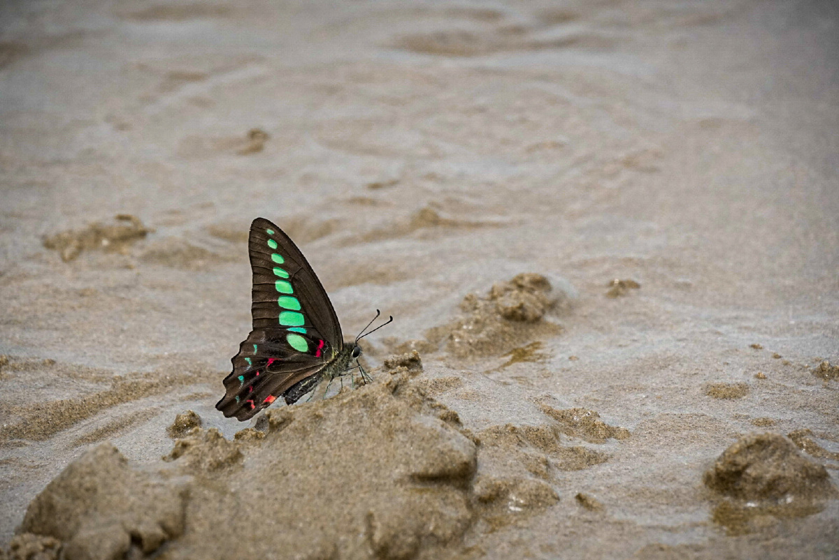 沙滩上的蝴蝶03