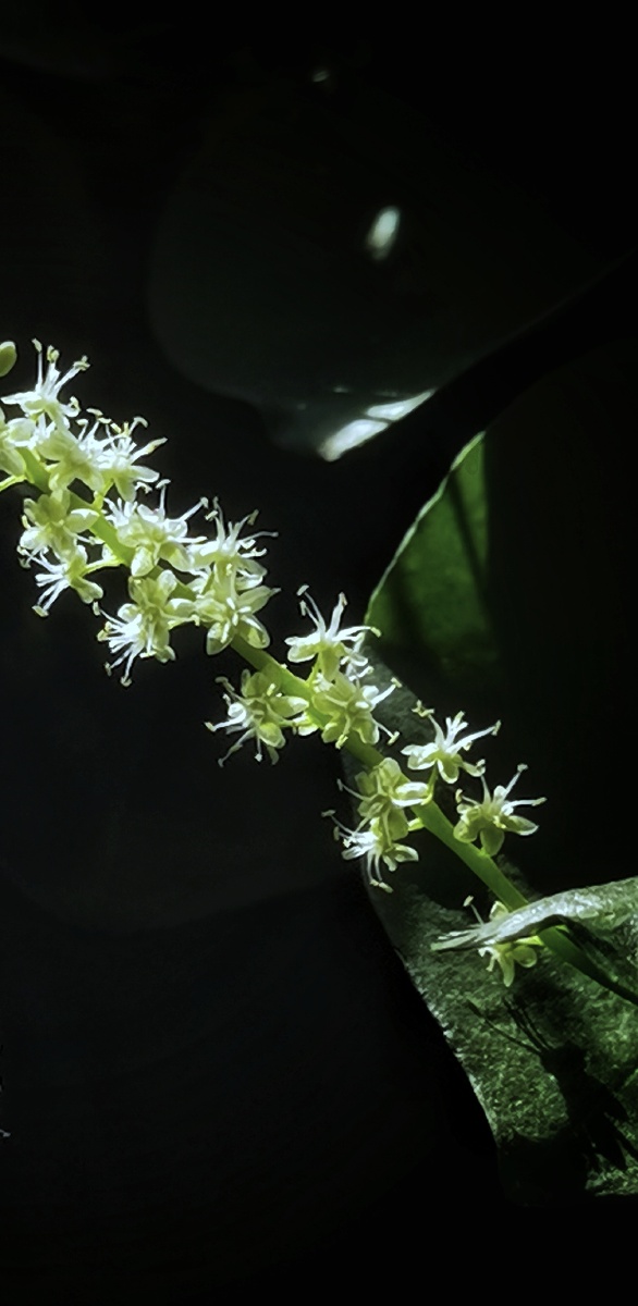 落葵薯 小小的花,开的肆意,可食用可药用,但也有小毒,这是可爱的反面