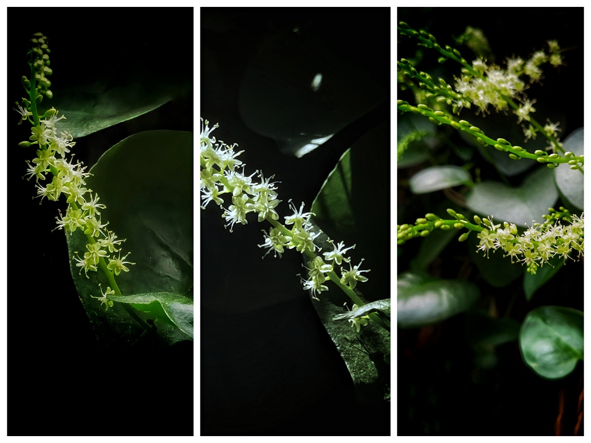 落葵薯 小小的花,开的肆意,可食用可药用,但也有小毒,这是可爱的反面