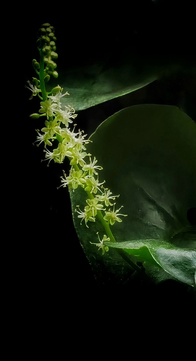 落葵薯 小小的花,开的肆意,可食用可药用,但也有小毒,这是可爱的反面