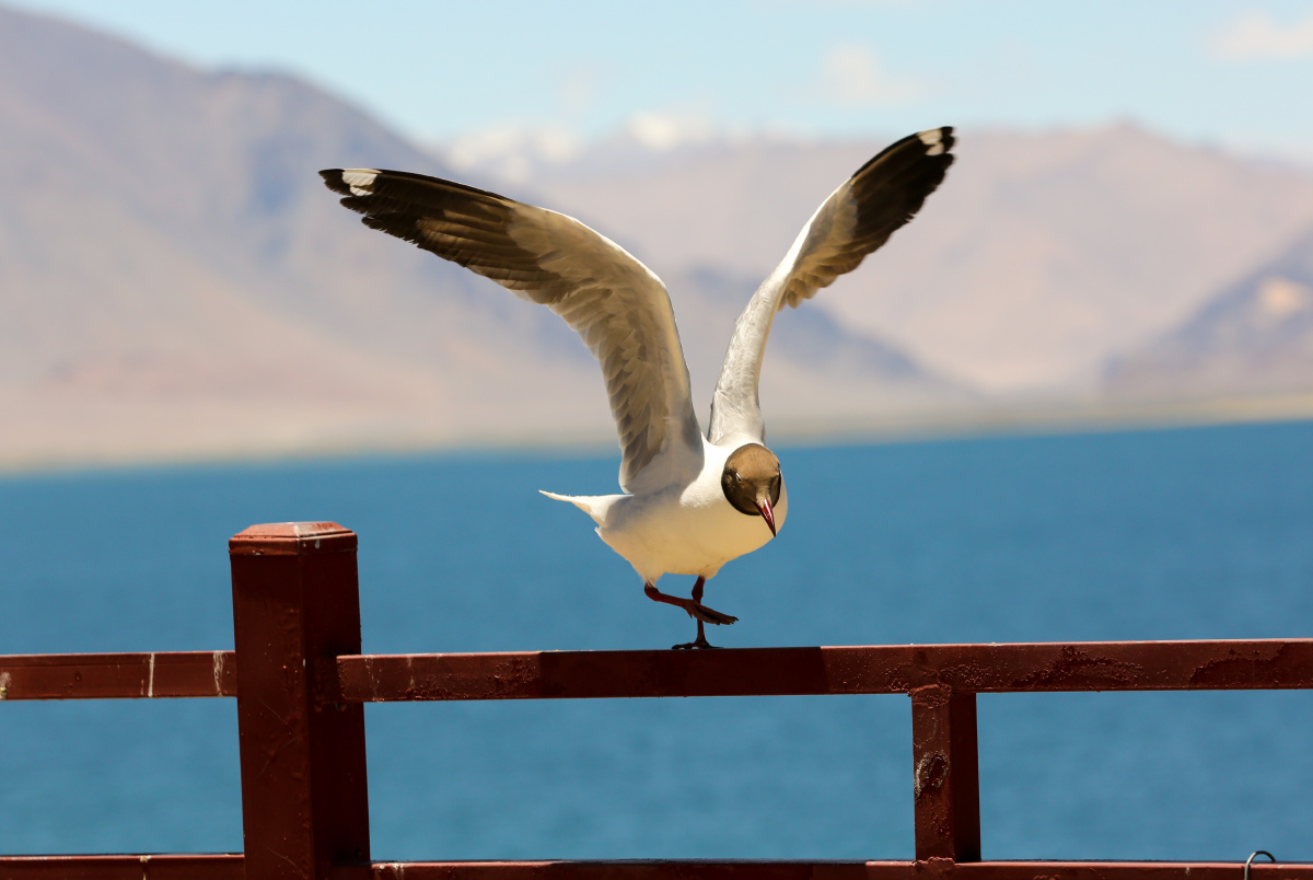 班公湖的海鸥