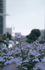 01636162-E3B2-4671-BB8E-399FFCB7FA3A/L0/001