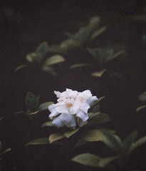 CE7B95B0-F307-44CE-92B9-1756309D5ECA/L0/001