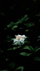 928294A8-850E-4869-B454-8CFBFC89F959/L0/001