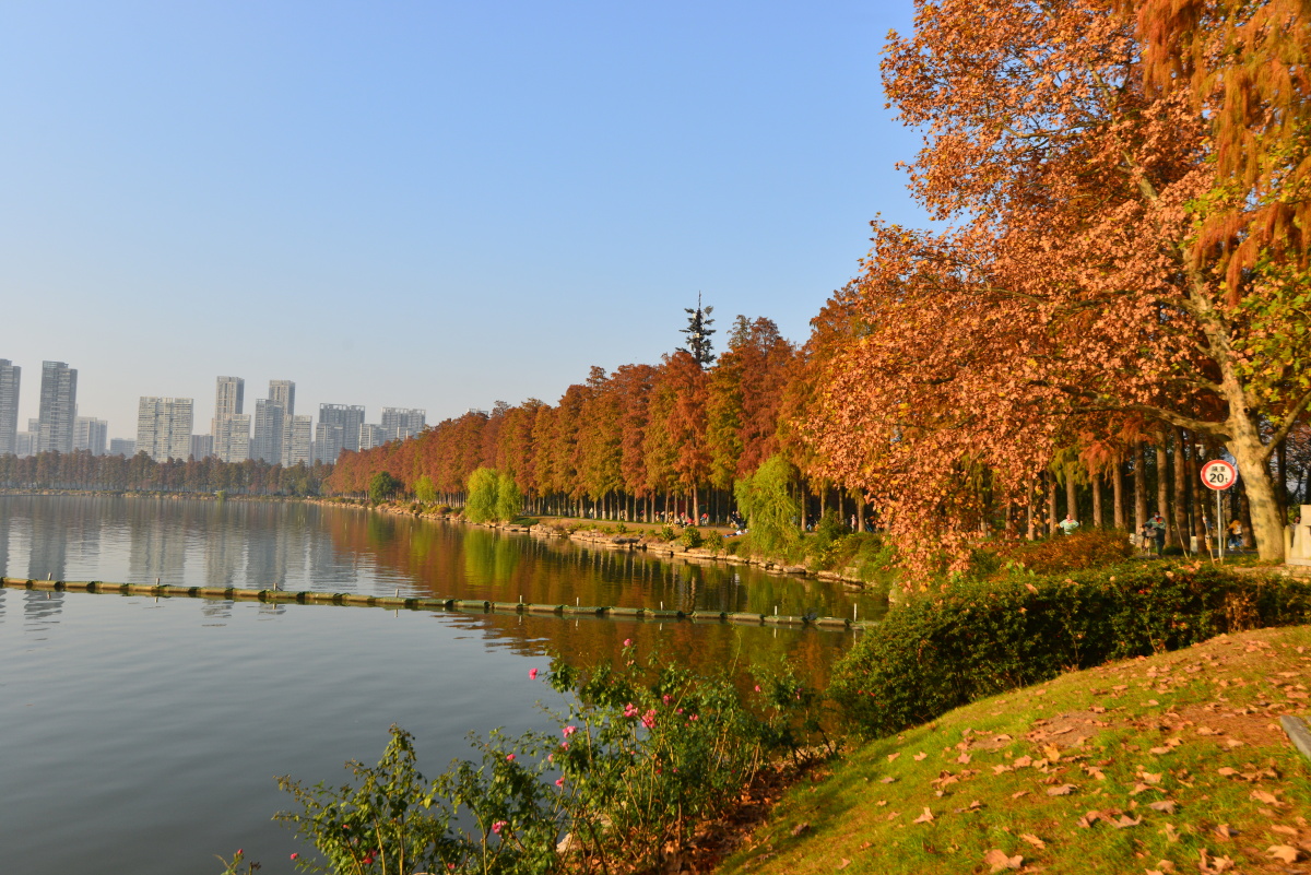 东湖的秋去冬来武汉市市树水杉树