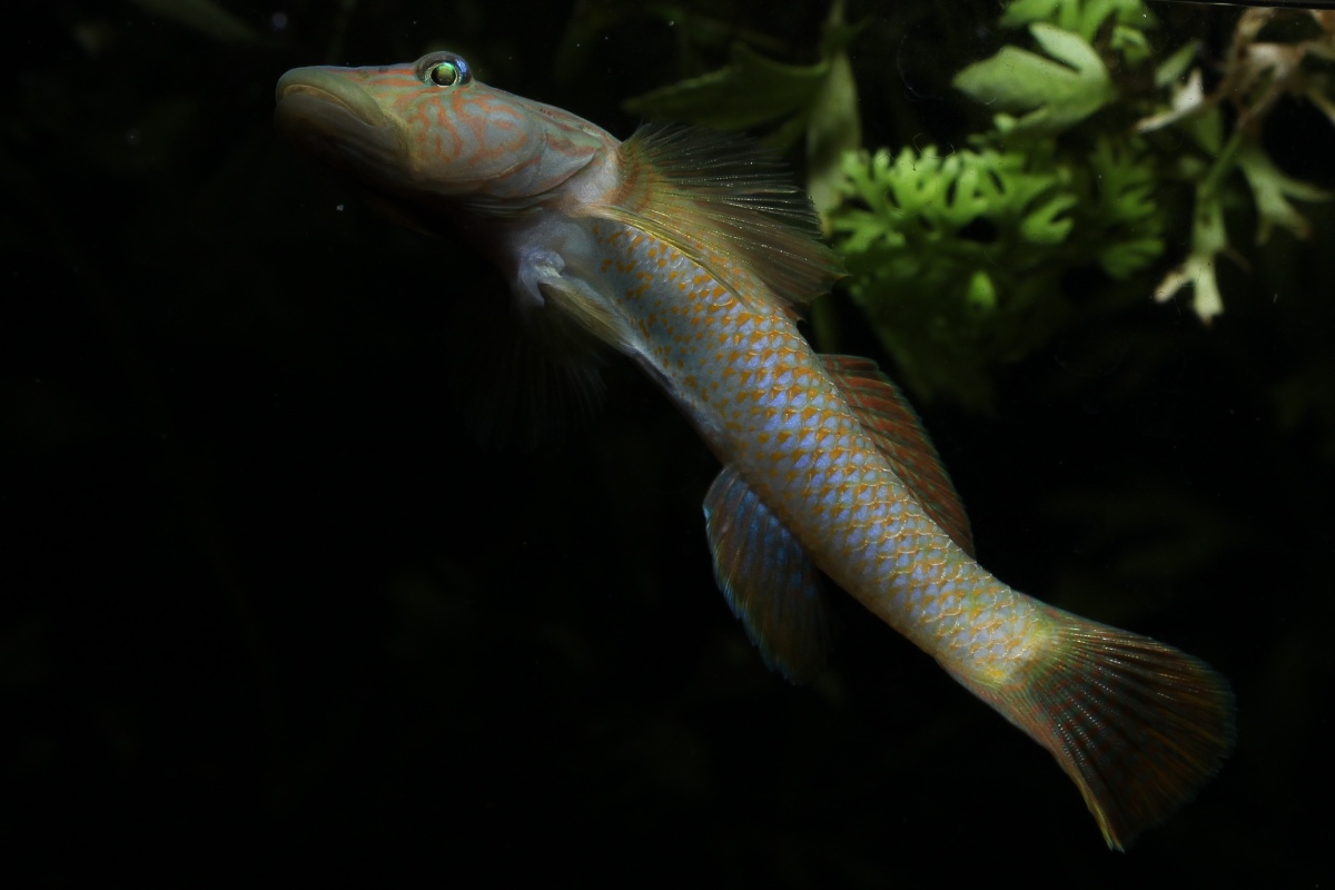 台湾吻虾虎 - 南山茶客 - 图虫