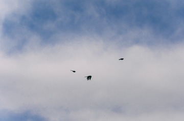 _DSC0794