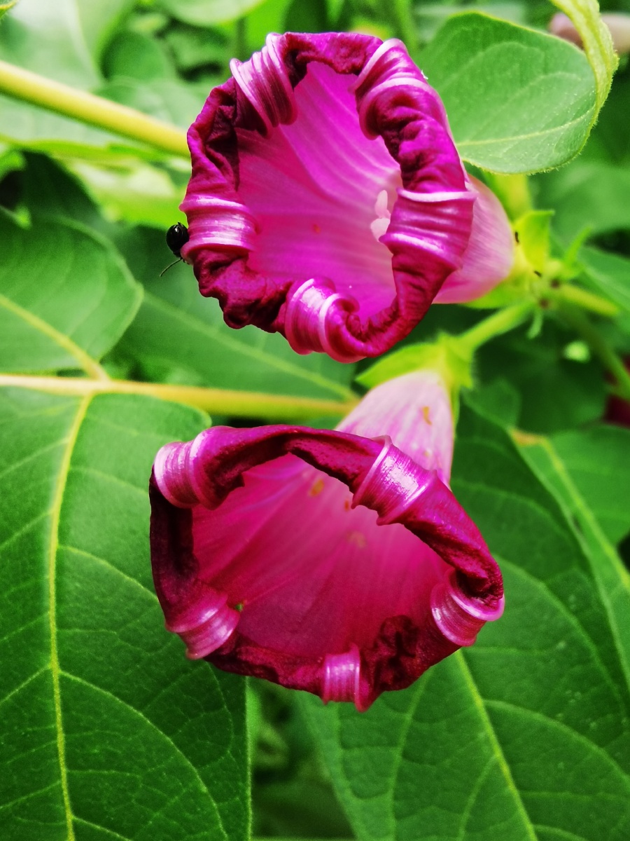 竹香雨影68 - 图虫